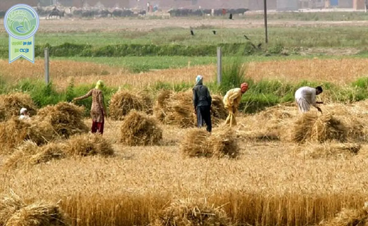 کشاورزی ایران نیازمند بازنگری

