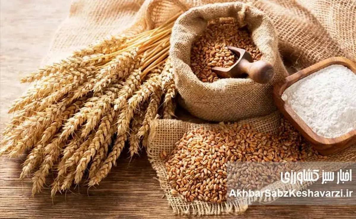 قیمت خرید تضمینی گندم: آیا سفره مردم کوچکتر میشود؟ سد جدید دولت بر سر راه کشاورزان