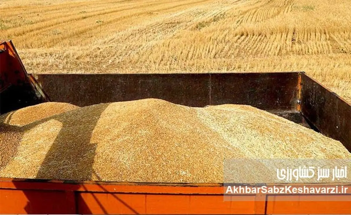 مطالبات گندمکاران با دلار پرداخت میشود!