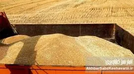 مطالبات گندمکاران با دلار پرداخت می‌شود!