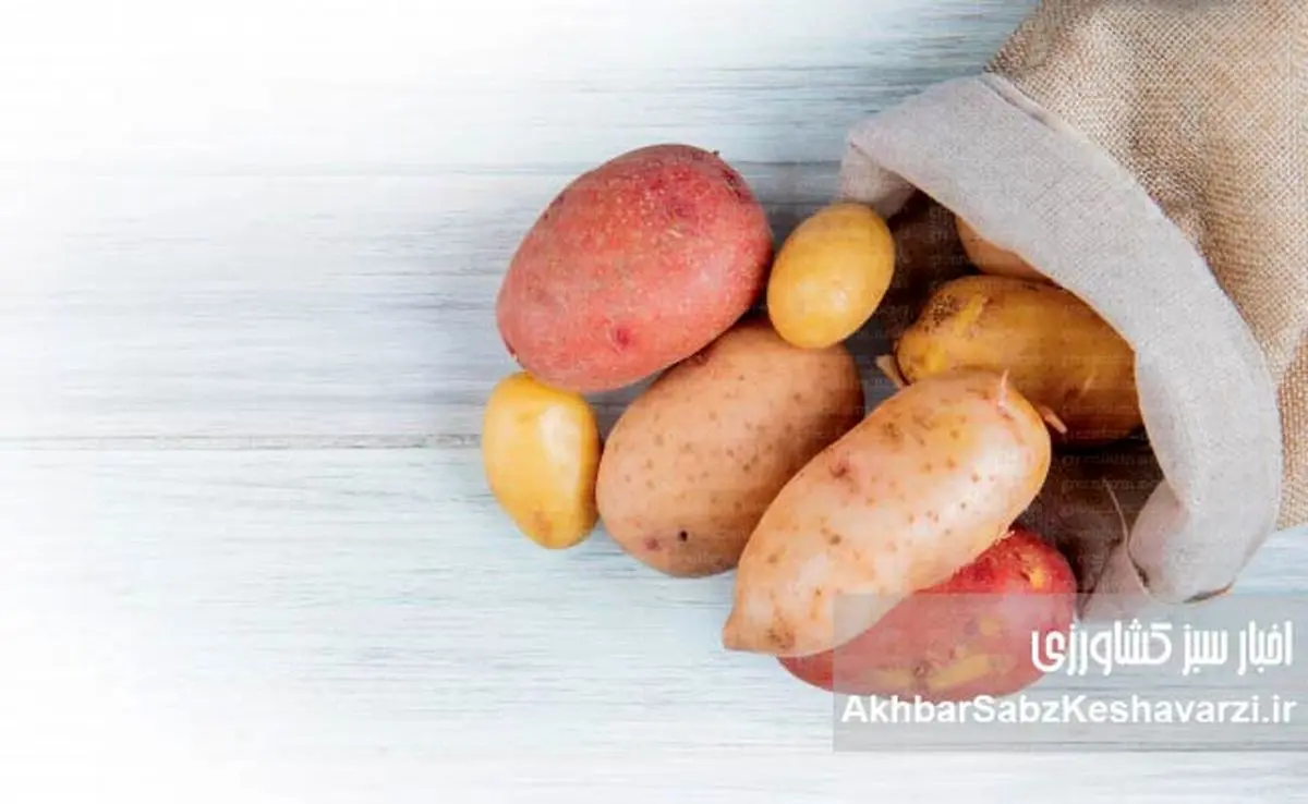  راز ماندگاری سیب‌زمینی؛ چگونه تا ۶ ماه بدون پوسیدگی نگه داریم؟
