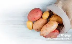  راز ماندگاری سیب‌زمینی؛ چگونه تا ۶ ماه بدون پوسیدگی نگه داریم؟
