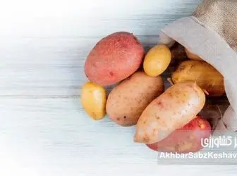  راز ماندگاری سیب‌زمینی؛ چگونه تا ۶ ماه بدون پوسیدگی نگه داریم؟
