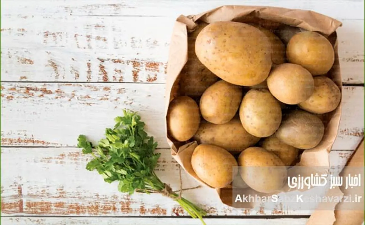 سیبزمینی؛ گنج پنهان خاک: کدام نوع، برای چه غذایی؟
