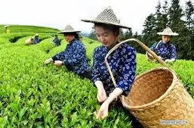 اقتصاد کم ارتفاع چین، کشاورزی هوشمند، توسعه روستایی را تقویت می کند