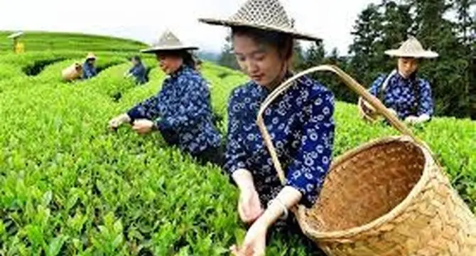 اقتصاد کم ارتفاع چین، کشاورزی هوشمند، توسعه روستایی را تقویت می کند