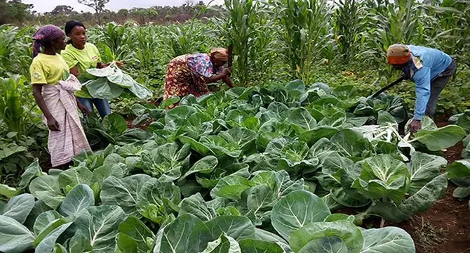 حمایت فائو از مکانیزاسیون برای کشاورزان خرده‌پا