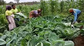 حمایت فائو از مکانیزاسیون برای کشاورزان خرده‌پا