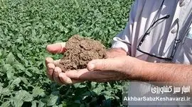 کرم‌های خاکی: مهندسان خاموش حاصلخیزی در مزارع گلستان؛ نقش حیاتی کست در کشاورزی حفاظتی