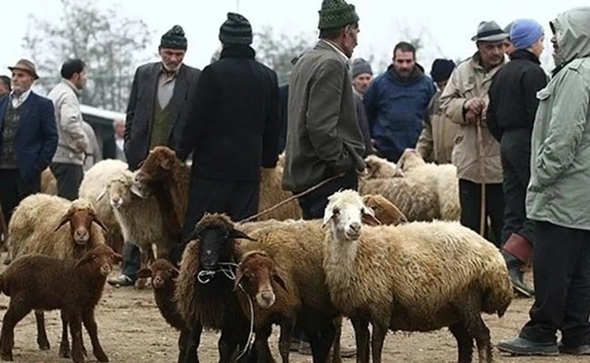 قیمت دام سبک و سنگین کاهشی شد

