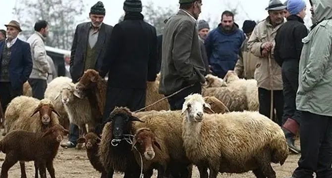 قیمت دام سبک و سنگین کاهشی شد

