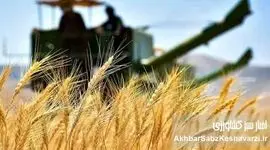 ساختار تعیین قیمت خرید تضمینی گندم اصلاح می‌شود