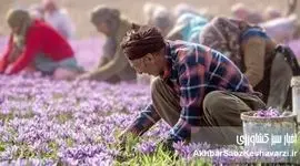 سود زعفران امسال به چه کسی می‌رسد؟