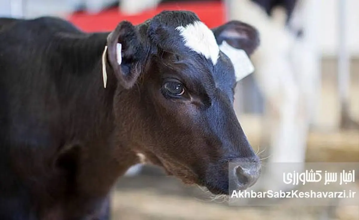 بیماری تب برفکی؛ قصور، بی‌سوادی و احتمال بیوتروریسم در مدیریت سازمان دامپزشکی