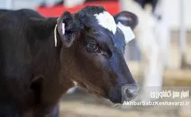 بیماری تب برفکی؛ قصور، بی‌سوادی و احتمال بیوتروریسم در مدیریت سازمان دامپزشکی