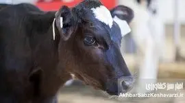 بیماری تب برفکی؛ قصور، بی‌سوادی و احتمال بیوتروریسم در مدیریت سازمان دامپزشکی