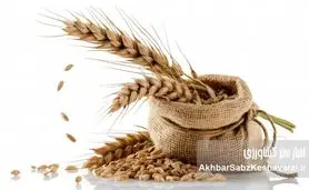 گندم‌های آینده؛ آیا بذرهای مقاوم به خشکی، نجات‌بخش امنیت غذایی‌اند؟