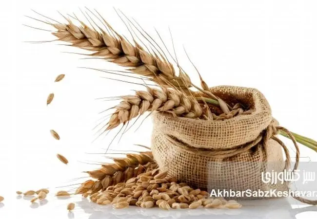 گندم‌های آینده؛ آیا بذرهای مقاوم به خشکی، نجات‌بخش امنیت غذایی‌اند؟