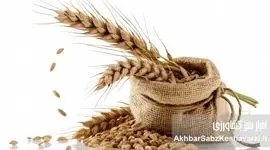 گندم‌های آینده؛ آیا بذرهای مقاوم به خشکی، نجات‌بخش امنیت غذایی‌اند؟