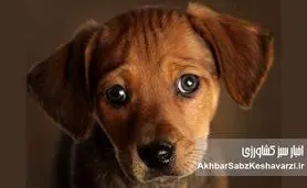 اسم ایرانی برای حیوان خانگی: هویت فرهنگی در نام پت شما