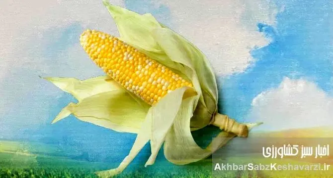 آموزش کشت ذرت: راهنمای جامع از انتخاب بذر تا برداشت محصول پربار