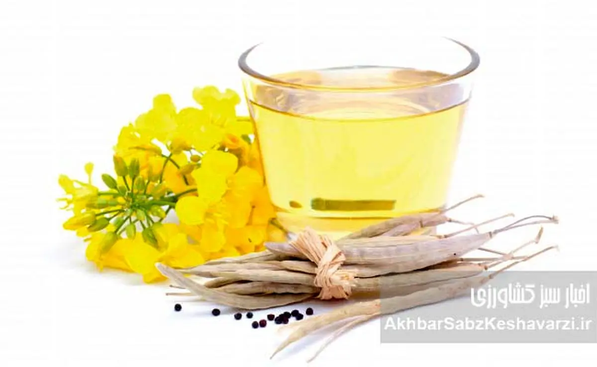 روغن‌های گیاهی؛ ناجی سلامت یا متهم خاموش سفره‌ها؟