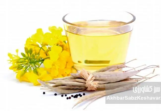 روغن‌های گیاهی؛ ناجی سلامت یا متهم خاموش سفره‌ها؟