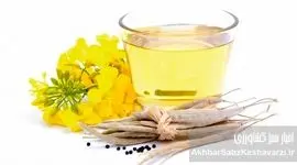 روغن‌های گیاهی؛ ناجی سلامت یا متهم خاموش سفره‌ها؟