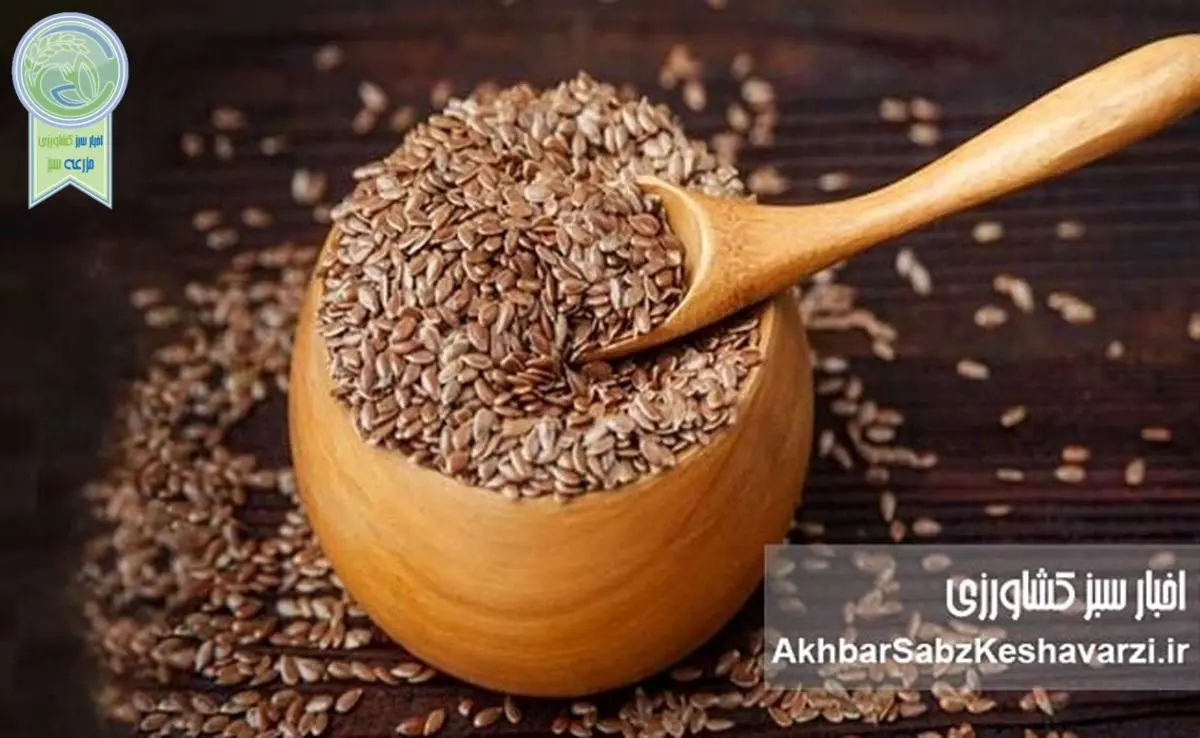 تخم کتان؛ راز سلامتی در یک دانه کوچک
