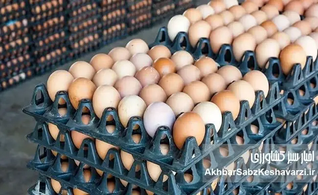 قیمت واقعی یک شانه تخم‌مرغ چقدر است؟ پاسخ صریح مرغداران