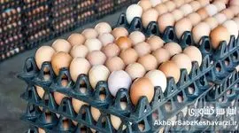 قیمت واقعی یک شانه تخم‌مرغ چقدر است؟ پاسخ صریح مرغداران