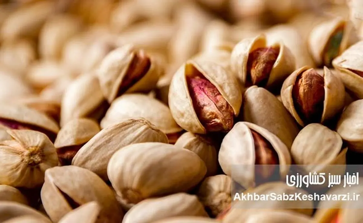 کانادا واردات پسته از ایران را ممنوع کرد: زنگ خطر «سالمونلا» برای صادرات