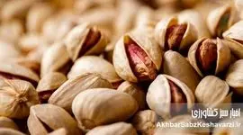 کانادا واردات پسته از ایران را ممنوع کرد: زنگ خطر «سالمونلا» برای صادرات
