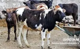 تحلیل اپیدمیولوژیک بیماری تب‌برفکی سویه SAT‑1 در ایران