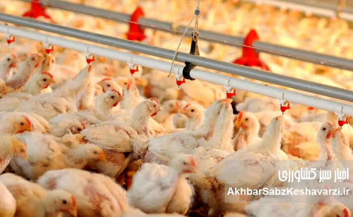 طوفان گرانی مرغ در راه است؟