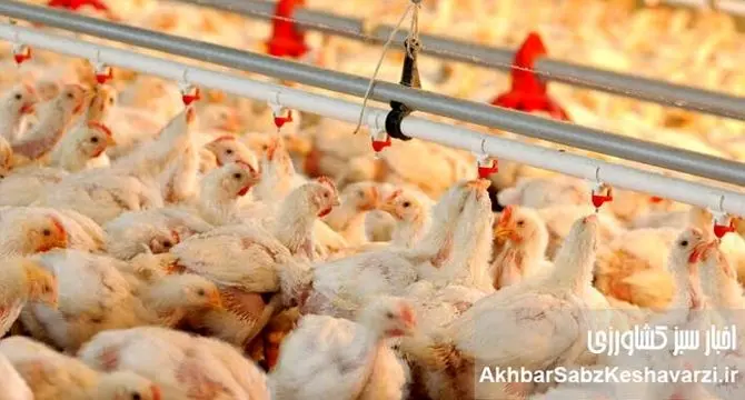 طوفان گرانی مرغ در راه است؟