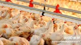 طوفان گرانی مرغ در راه است؟