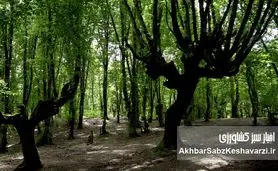 قهرمان خاموش حفاظت از جنگل هیرکانی النگدره، پسماندهای جهل را برمی‌چیند+ویدئو