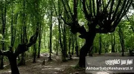 قهرمان خاموش حفاظت از جنگل هیرکانی النگدره، پسماندهای جهل را برمی‌چیند+ویدئو