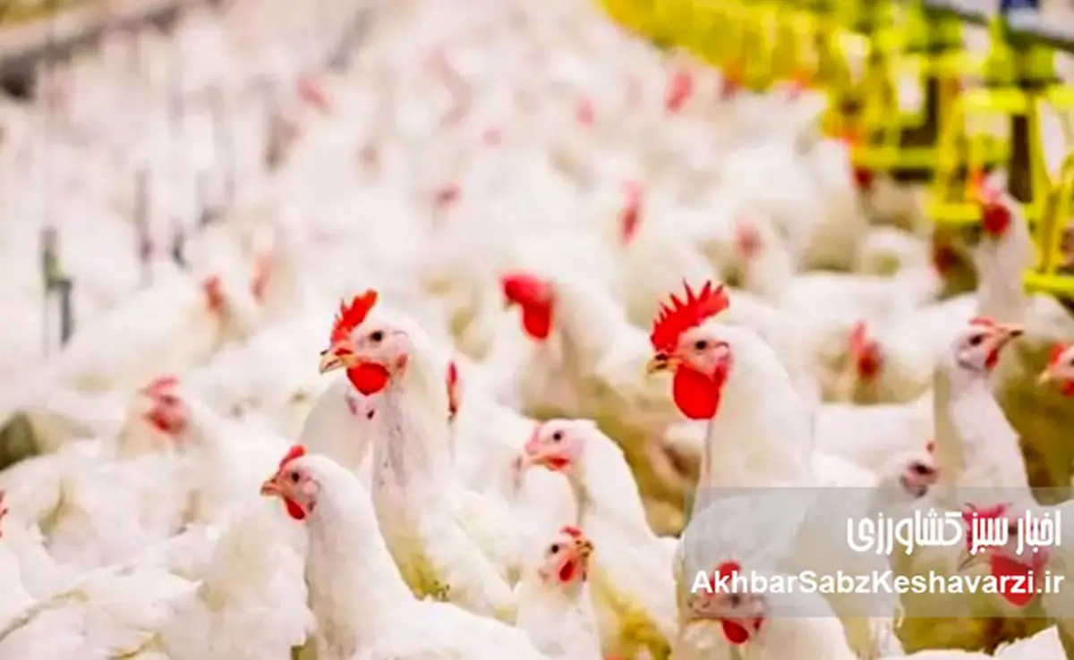 قیمت مرغ تا پایان آذر ۱۰ تا ۱۵ درصد افزایش می‌یابد