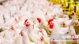 قیمت مرغ تا پایان آذر ۱۰ تا ۱۵ درصد افزایش می‌یابد