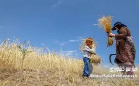 کاهش 10 درصدی خرید تضمینی گندم
