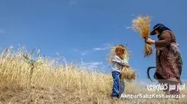 کاهش 10 درصدی خرید تضمینی گندم