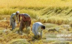 کاشت برنج در بلوچستان؛ کشت برنج در دل خشکسالی آبی در آسیاب بحران است