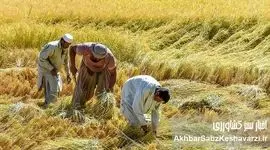 کاشت برنج در بلوچستان؛ کشت برنج در دل خشکسالی آبی در آسیاب بحران است