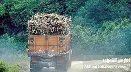  قتل عام خاموش در جنگل‌های هیرکانی؛ چرا متخلفان آزادانه نفس می‌کشند؟