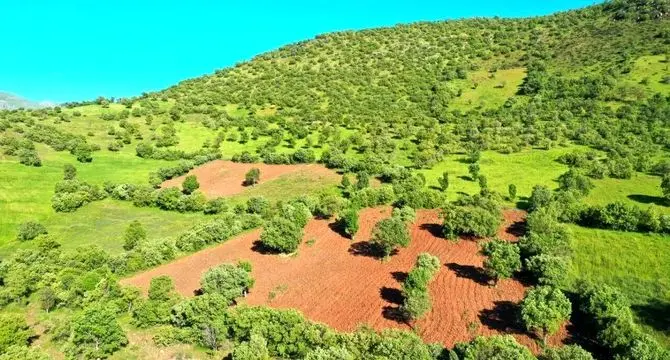 اختصاص ۱۰ هزار هکتار اراضی ملی برای احداث نیروگاه خورشیدی