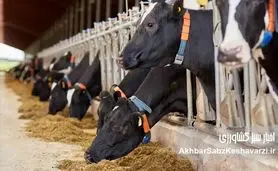 تحلیل فرایند واردات واکسن «SAT1» و اشکالات مدیریتی در سازمان دامپزشکی کشور