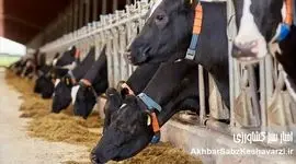 تحلیل فرایند واردات واکسن «SAT1» و اشکالات مدیریتی در سازمان دامپزشکی کشور