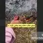 سوزاندن بقایای کشاورزی؛ فاجعه‌ای خاموش برای سلامت و حاصلخیزی خاک+ ویدئو